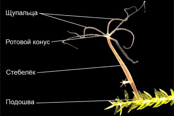 Кракен сайт вход kraken torion